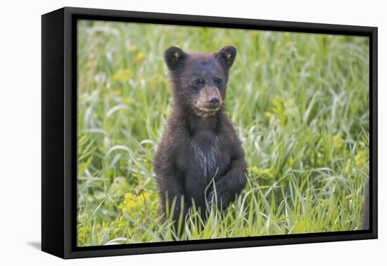 Black bear cub in spring.-Richard Wright-Framed Stretched Canvas