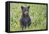 Black bear cub in spring.-Richard Wright-Framed Stretched Canvas