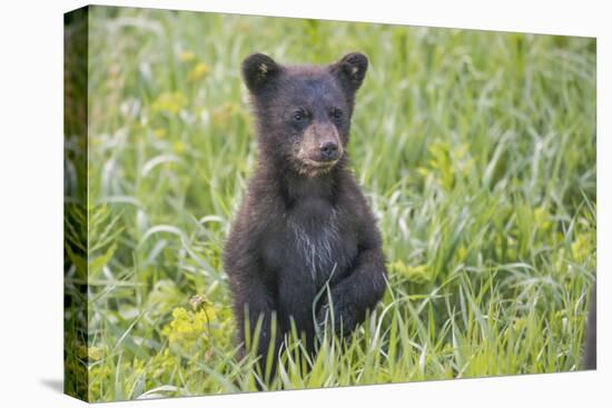 Black bear cub in spring.-Richard Wright-Stretched Canvas
