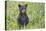 Black bear cub in spring.-Richard Wright-Stretched Canvas