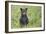 Black bear cub in spring.-Richard Wright-Framed Photographic Print