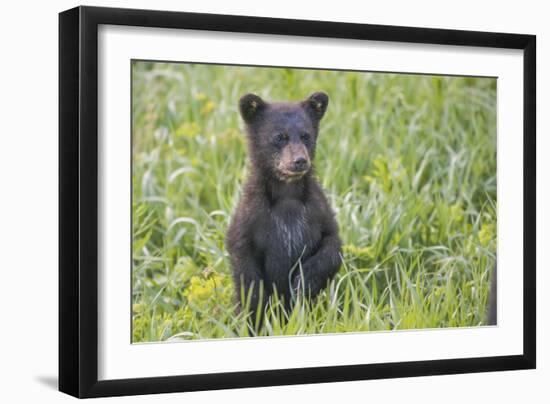 Black bear cub in spring.-Richard Wright-Framed Photographic Print