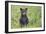 Black bear cub in spring.-Richard Wright-Framed Photographic Print