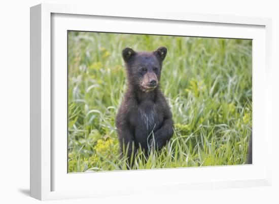 Black bear cub in spring.-Richard Wright-Framed Photographic Print