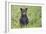 Black bear cub in spring.-Richard Wright-Framed Photographic Print