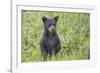 Black bear cub in spring.-Richard Wright-Framed Photographic Print