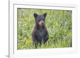 Black bear cub in spring.-Richard Wright-Framed Photographic Print