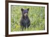 Black bear cub in spring.-Richard Wright-Framed Photographic Print