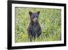 Black bear cub in spring.-Richard Wright-Framed Photographic Print