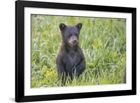 Black bear cub in spring.-Richard Wright-Framed Photographic Print