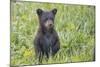 Black bear cub in spring.-Richard Wright-Mounted Photographic Print