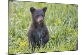 Black bear cub in spring.-Richard Wright-Mounted Photographic Print