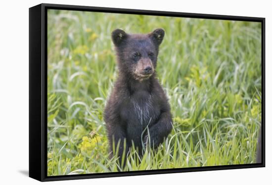 Black bear cub in spring.-Richard Wright-Framed Stretched Canvas