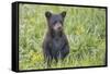 Black bear cub in spring.-Richard Wright-Framed Stretched Canvas