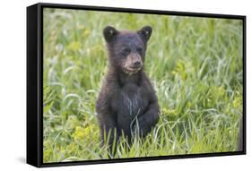 Black bear cub in spring.-Richard Wright-Framed Stretched Canvas