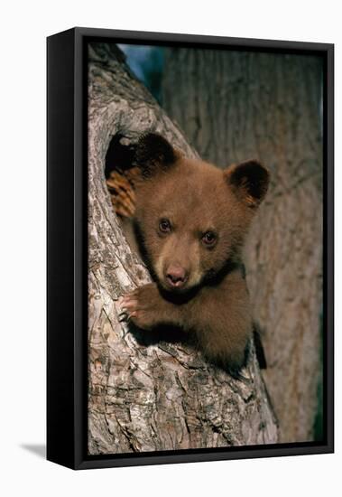 Black Bear Cub in Tree-W^ Perry Conway-Framed Stretched Canvas