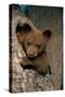 Black Bear Cub in Tree-W^ Perry Conway-Stretched Canvas