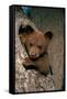 Black Bear Cub in Tree-W^ Perry Conway-Framed Stretched Canvas
