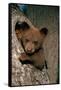 Black Bear Cub in Tree-W^ Perry Conway-Framed Stretched Canvas