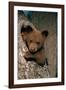 Black Bear Cub in Tree-W^ Perry Conway-Framed Photographic Print