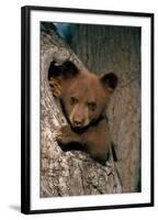 Black Bear Cub in Tree-W^ Perry Conway-Framed Photographic Print