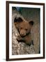 Black Bear Cub in Tree-W^ Perry Conway-Framed Photographic Print