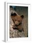 Black Bear Cub in Tree-W^ Perry Conway-Framed Photographic Print