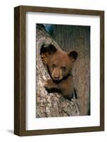 Black Bear Cub in Tree-W^ Perry Conway-Framed Photographic Print