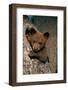 Black Bear Cub in Tree-W^ Perry Conway-Framed Photographic Print