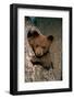 Black Bear Cub in Tree-W^ Perry Conway-Framed Photographic Print