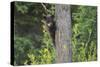 Black bear cub in tree-Richard Wright-Stretched Canvas