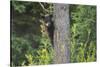 Black bear cub in tree-Richard Wright-Stretched Canvas