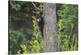 Black bear cub in tree-Richard Wright-Stretched Canvas