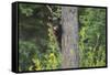 Black bear cub in tree-Richard Wright-Framed Stretched Canvas