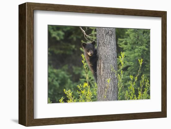 Black bear cub in tree-Richard Wright-Framed Photographic Print