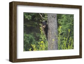 Black bear cub in tree-Richard Wright-Framed Photographic Print