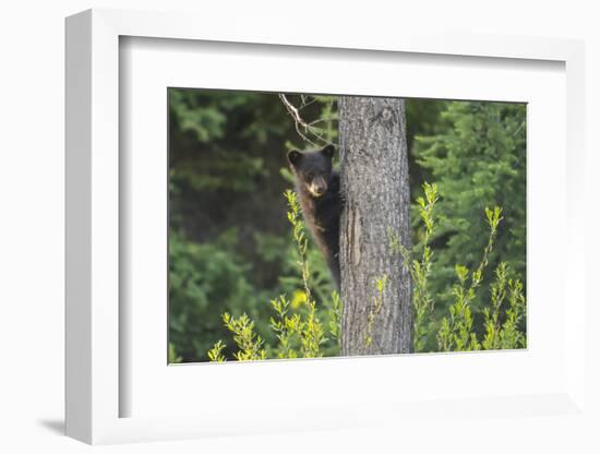 Black bear cub in tree-Richard Wright-Framed Photographic Print