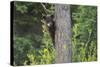 Black bear cub in tree-Richard Wright-Stretched Canvas