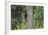 Black bear cub in tree-Richard Wright-Framed Photographic Print