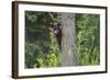 Black bear cub in tree-Richard Wright-Framed Photographic Print