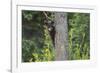 Black bear cub in tree-Richard Wright-Framed Photographic Print