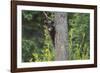 Black bear cub in tree-Richard Wright-Framed Photographic Print
