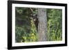 Black bear cub in tree-Richard Wright-Framed Photographic Print