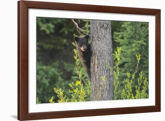 Black bear cub in tree-Richard Wright-Framed Photographic Print