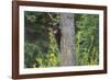 Black bear cub in tree-Richard Wright-Framed Photographic Print