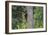 Black bear cub in tree-Richard Wright-Framed Photographic Print