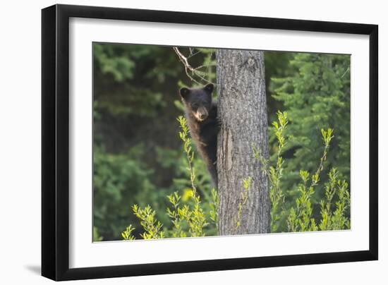 Black bear cub in tree-Richard Wright-Framed Photographic Print