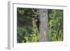 Black bear cub in tree-Richard Wright-Framed Photographic Print