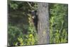 Black bear cub in tree-Richard Wright-Mounted Photographic Print