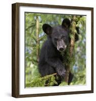 Black Bear Cub, Minnesota-Wendy Kaveney-Framed Art Print